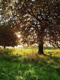 Trees on grassy field