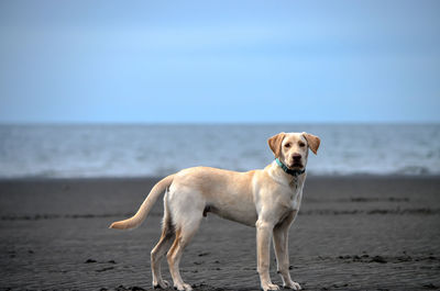 Dog on beach against clear sky