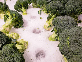 High angle view of vegetables on leaf