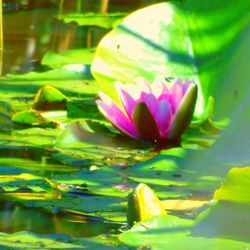 Close-up of lotus water lily in pond