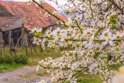 Cherry tree on field by house