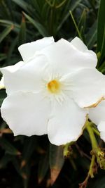 Close-up of flower blooming outdoors