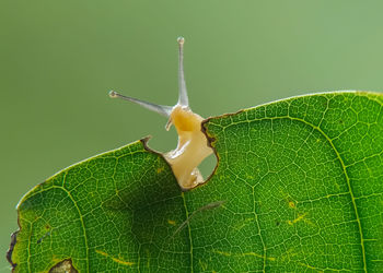 Close-up of insect on leaf