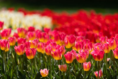 Close-up of pink flowers on field