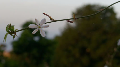 Close-up of cherry blossom on tree