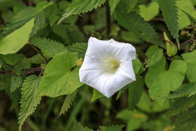 Close-up of white flowering plant