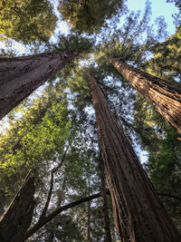 Low angle view of trees in forest against sky