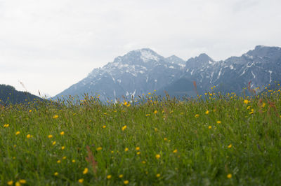 Scenic view of grassy field against sky