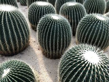 Close-up of succulent plant