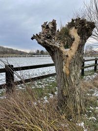 Driftwood on tree trunk by field against sky