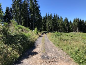 Road amidst trees in forest against sky