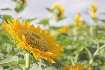 Close-up of honey bee on yellow flower
