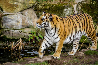 Portrait of tiger on rock