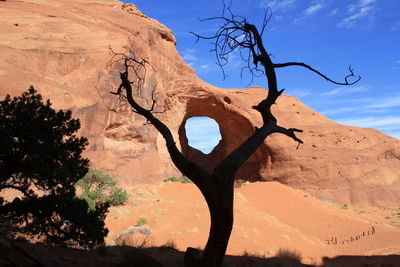 Low angle view of tree against sky