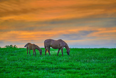 Horses grazing in a field