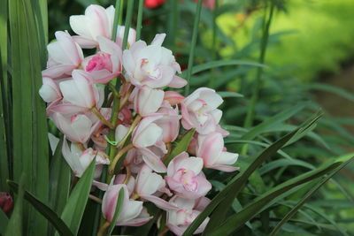Close-up of pink flowering plants