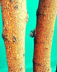 Close-up of tree against blue sky