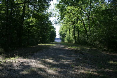 Road passing through forest