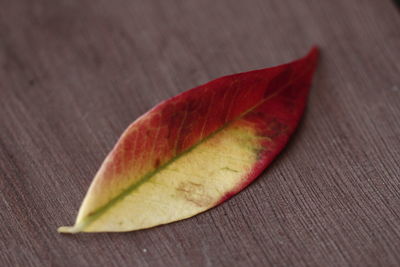 Close-up of fruit on table