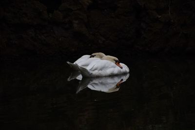 Close-up of swan swimming in water