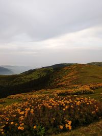 Scenic view of grassy field against sky