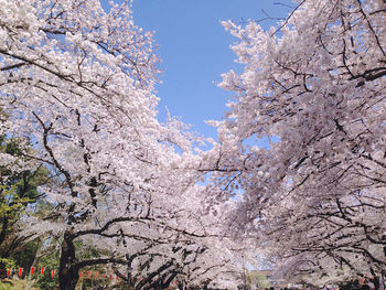 Low angle view of cherry blossom tree