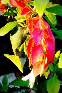 Close-up of flower