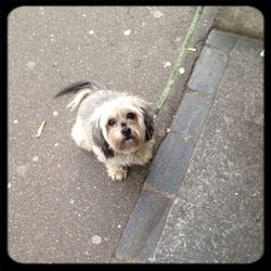 Dog standing on road