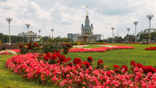 View of red flowering plants against cloudy sky