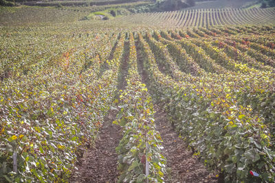 View of crop in field