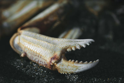 Close-up of crab on sea