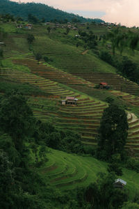 Scenic view of agricultural field