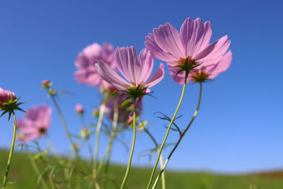 Close-up of pink flowering plant against sky