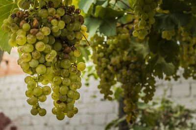 Close-up of grapes growing in vineyard