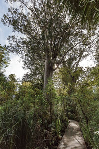 Footpath amidst trees in forest