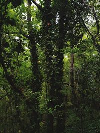 Trees growing in forest