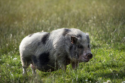 Pig standing in a field