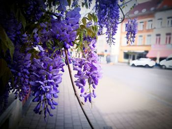 Close-up of purple flowering plant in city