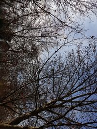 Low angle view of bare tree against sky