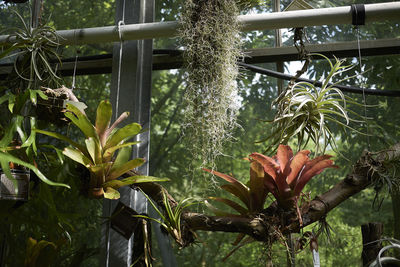 Close-up of green leaves on plant