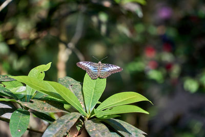 Close-up of butterfly pollinating flower