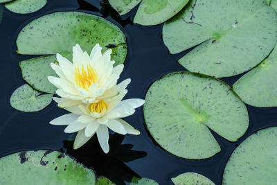 Two white lotus water lilies in a pond