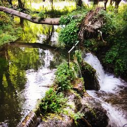 Scenic view of waterfall in forest