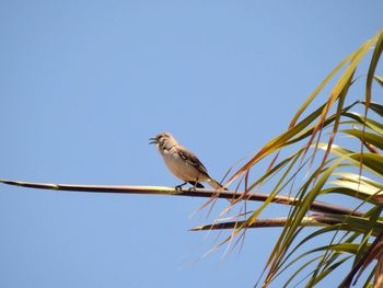 Low angle view of bird perching on cable against clear sky