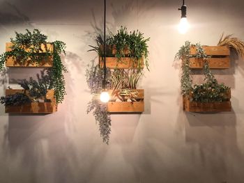 Potted plants on table against illuminated glass at night