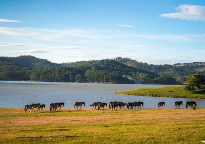 Horses grazing in a field