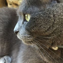 Close-up of cat