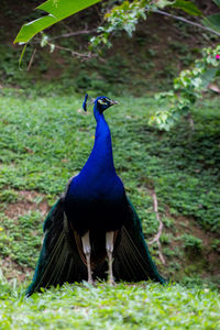 Close-up of a peacock