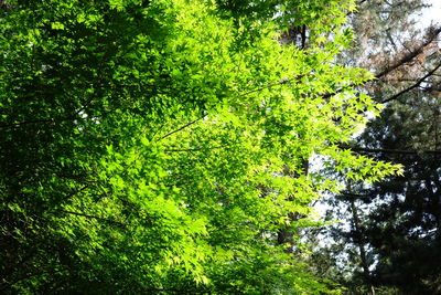 Trees in forest