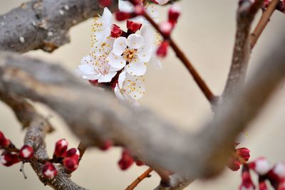 Close-up of cherry blossoms in spring